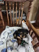 Cooper , a male Yorkshire Terrier for sale in Horse Cave, KY – 7 of 7