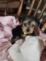 Mila, a female Yorkshire Terrier for sale in Horse Cave, KY – 5 of 8