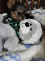 Milo , a male Yorkshire Terrier for sale in Horse Cave, KY – 4 of 8