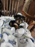 Cooper , a male Yorkshire Terrier for sale in Horse Cave, KY – 3 of 7