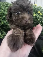 Coco , a male Poodle - Toy  for sale in Horse Cave, KY – 2 of 7