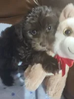 Taz, a male Yorkipoo for sale in Horse Cave, KY – 3 of 7