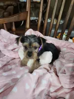 Bella , a female Yorkshire Terrier for sale in Horse Cave, KY – 3 of 8
