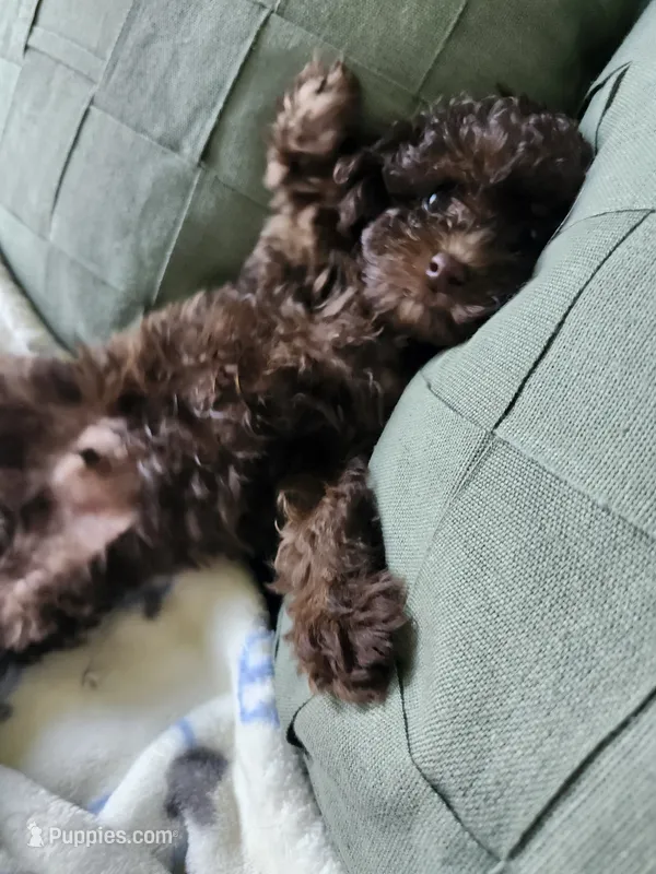 Copper  – Poodle - Toy  puppy for sale in Horse Cave, KY