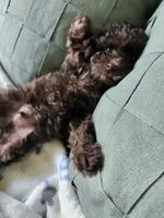 Copper , a male Poodle - Toy  for sale in Horse Cave, KY – 1 of 8