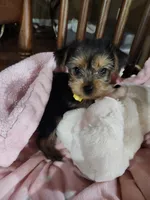 Mila, a female Yorkshire Terrier for sale in Horse Cave, KY – 3 of 8