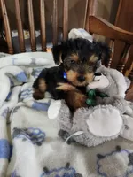 Cooper , a male Yorkshire Terrier for sale in Horse Cave, KY – 2 of 7