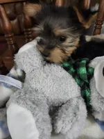 Milo , a male Yorkshire Terrier for sale in Horse Cave, KY – 6 of 8