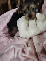 Mila, a female Yorkshire Terrier for sale in Horse Cave, KY – 7 of 8