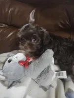 Milo , a male Yorkipoo for sale in Horse Cave, KY – 2 of 7