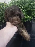 Coco , a male Poodle - Toy  for sale in Horse Cave, KY – 4 of 7