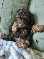 Coco , a male Poodle - Toy  for sale in Horse Cave, KY – 7 of 7