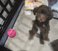 Taz, a male Yorkipoo for sale in Horse Cave, KY – 2 of 7