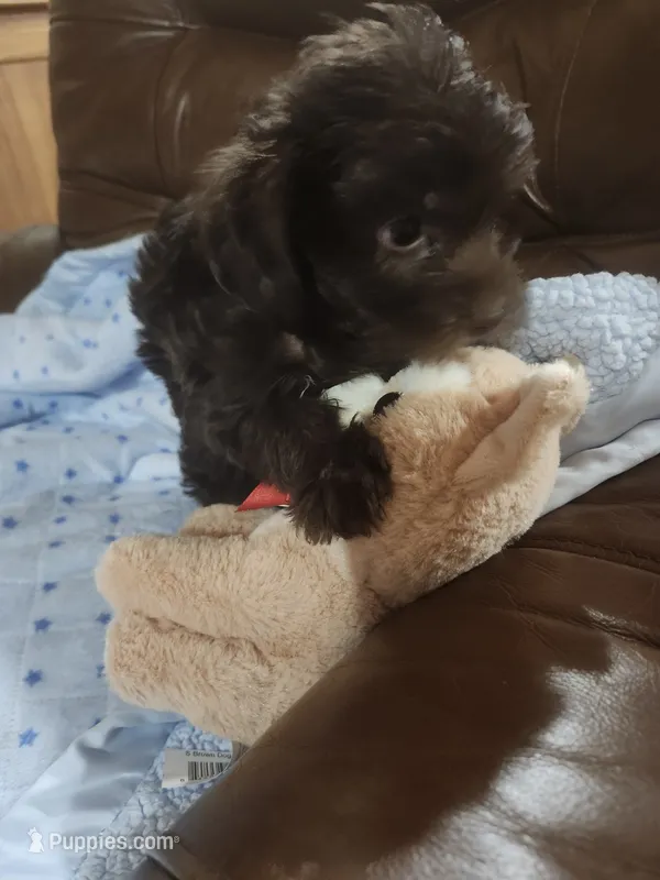 Taz – Yorkipoo puppy for sale in Horse Cave, KY