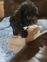 Taz, a male Yorkipoo for sale in Horse Cave, KY – 1 of 7