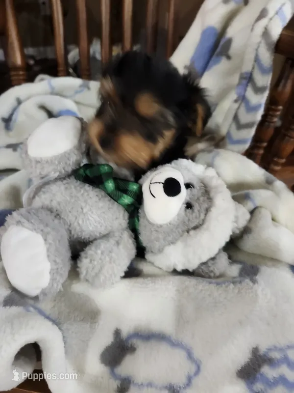Cooper  – Yorkshire Terrier puppy for sale in Horse Cave, KY