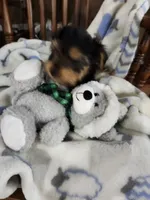 Cooper , a male Yorkshire Terrier for sale in Horse Cave, KY – 1 of 7