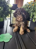 Coco , a male Poodle - Toy  for sale in Horse Cave, KY – 5 of 7