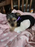 Bella , a female Yorkshire Terrier for sale in Horse Cave, KY – 2 of 8