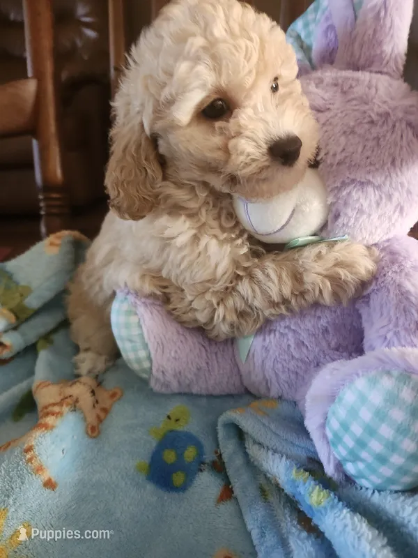 Duke  – Poodle - Toy  puppy for sale in Horse Cave, KY