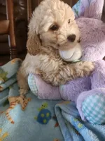Duke , a male Poodle - Toy  for sale in Horse Cave, KY – Photo 1 of 2