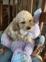 Duke , a male Poodle - Toy  for sale in Horse Cave, KY – Photo 2 of 2