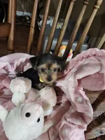 Mila, a female Yorkshire Terrier for sale in Horse Cave, KY – 2 of 8