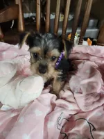 Bella , a female Yorkshire Terrier for sale in Horse Cave, KY – 7 of 8