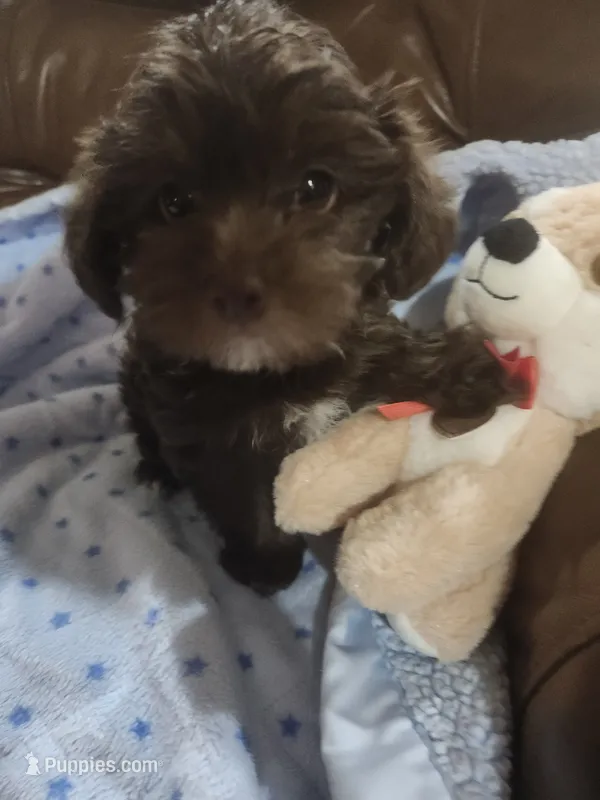 Taz – Yorkipoo puppy for sale in Horse Cave, KY