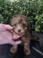 Copper , a male Poodle - Toy  for sale in Horse Cave, KY – 8 of 8