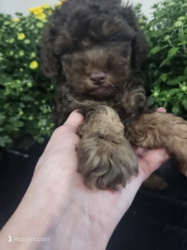 Coco  – Poodle - Toy  puppy for sale in Horse Cave, KY