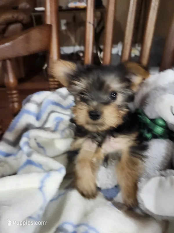 Milo  – Yorkshire Terrier puppy for sale in Horse Cave, KY