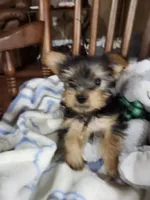 Milo , a male Yorkshire Terrier for sale in Horse Cave, KY – 1 of 8