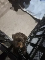 Milo , a male Yorkipoo for sale in Horse Cave, KY – 4 of 7