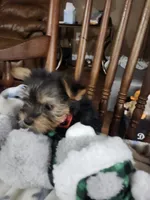 Milo , a male Yorkshire Terrier for sale in Horse Cave, KY – 2 of 8