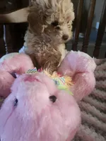 Dutchess , a female Poodle - Toy  for sale in Horse Cave, KY – Photo 2 of 2