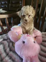 Dutchess , a female Poodle - Toy  for sale in Horse Cave, KY – Photo 1 of 2