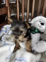 Milo , a male Yorkshire Terrier for sale in Horse Cave, KY – 8 of 8