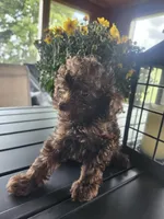Copper , a male Poodle - Toy  for sale in Horse Cave, KY – 3 of 8