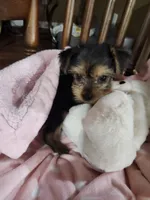 Mila, a female Yorkshire Terrier for sale in Horse Cave, KY – 8 of 8