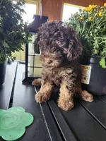 Coco , a male Poodle - Toy  for sale in Horse Cave, KY – 6 of 7