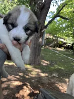 Angel, a female Great Pyrenees for sale in Great Bend, KS – 3 of 7