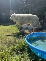 Angel, a female Great Pyrenees for sale in Great Bend, KS – 7 of 7