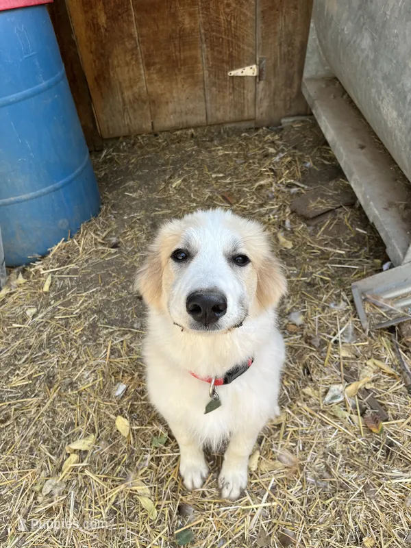 Angel – Great Pyrenees puppy for sale in Great Bend, KS