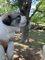 Angel, a female Great Pyrenees for sale in Great Bend, KS – 4 of 7