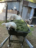 Angel, a female Great Pyrenees for sale in Great Bend, KS – 5 of 7