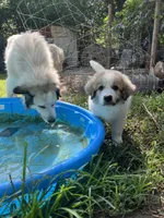 Angel, a female Great Pyrenees for sale in Great Bend, KS – 1 of 7