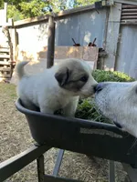 Angel, a female Great Pyrenees for sale in Great Bend, KS – 2 of 7