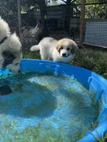 Angel, a female Great Pyrenees for sale in Great Bend, KS – 6 of 7