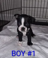 Boston Terrier, a male Boston Terrier for sale in Fresno, CA – 4 of 7